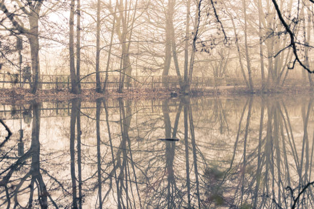 Misty trees are reflected in a calm lake and spread a mystical mood
