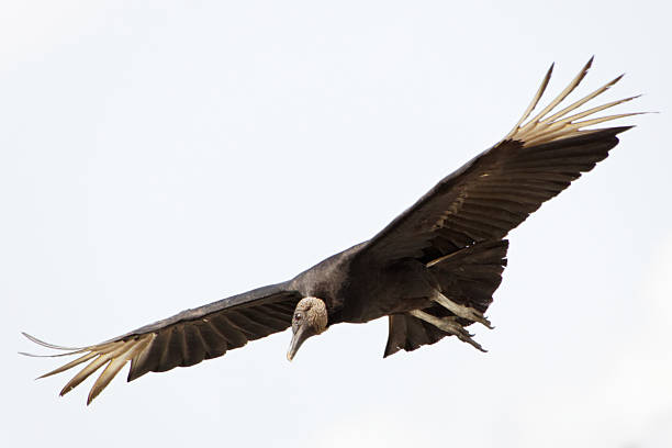 Black Vulture a black vulture in flight american black vulture photos stock pictures, royalty-free photos & images