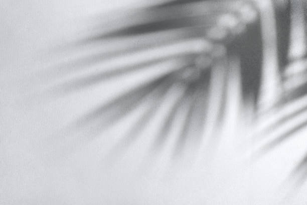 istock Shadow from palm leaves on a grey concrete wall 1483649750