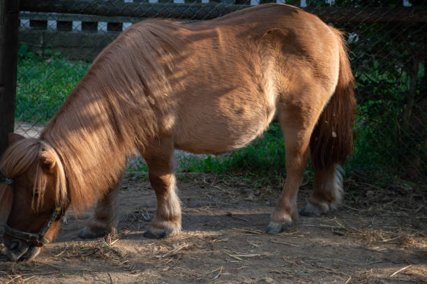 istock Little beautiful pony with a big belly walks 1483650228
