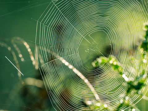 Sunlit spider web against beautiful green background in the middle of nature