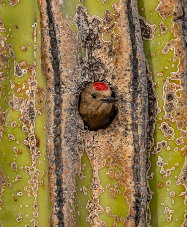 The Gila woodpecker, Melanerpes uropygialis, is a medium-sized woodpecker of the desert regions of the southwestern United States and western Mexico. Baja California Sur, Mexico. Nest in Cardon Cactus.