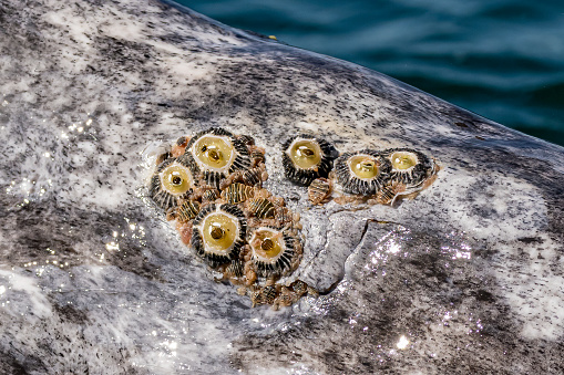 Barnacles and Whale Lice on a Gray Whale.