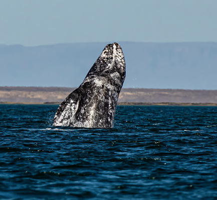 Breaching Gray Whale in San Ignacio Lagoon, Baja California sur, Mexico.