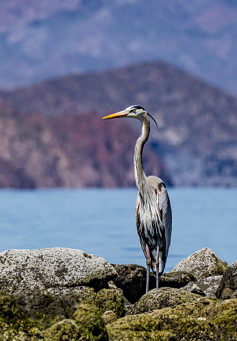 The great blue heron, Ardea herodias, is a large wading bird in the heron family Ardeidae, common near the shores of open water and in wetlands over most of North America. Loreto Bay National Marine Park, Baja California Sur, Mexico.