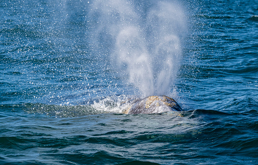 Blow from a Gray Whale in San Ignacio Lagoon.