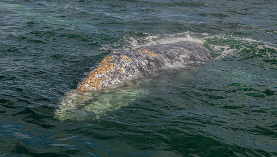 Head of a Gray Whale showing the barnacles and whale lice. Eschrichtius robustus. Laguna Ojo de Liebre, Baja California Sur, Mexico.