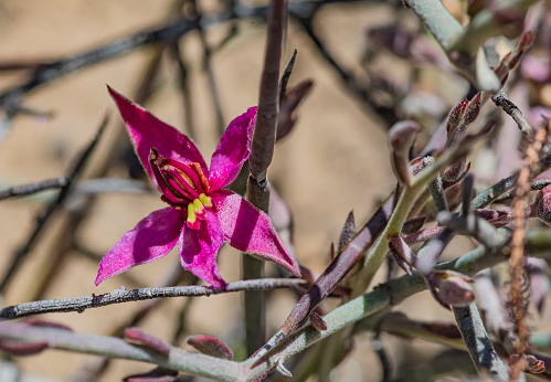 Krameria grayi  or Krameria bicolor a shrub growing in Baja California Sur, Mexico. Krameriaceae.