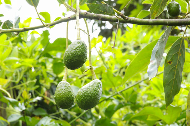 istock avocado plant with fruits. 1483651900