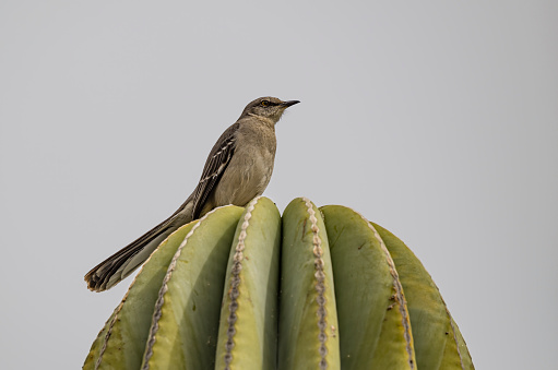 The northern mockingbird, Mimus polyglottos, is a mockingbird commonly found in North America. Baja California Sur, Mexico.