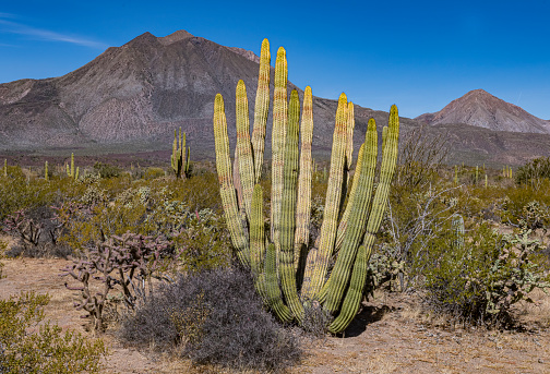 Stenocereus thurberi, the organ pipe cactus, is a species of cactus native to Mexico and the United States. The species is found in rocky desert. Baja California Sur, Mexico. Cactaceae.