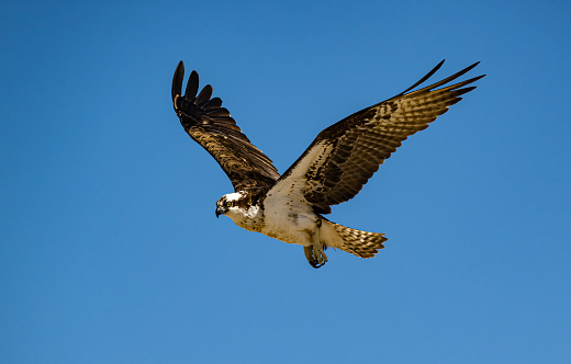 The osprey, Pandion haliaetus,  also called sea hawk, river hawk, and fish hawk, is a diurnal, fish-eating bird of prey with a cosmopolitan range. San Ignacio Lagoon, Baja  California Sur, Mexico. Flying.