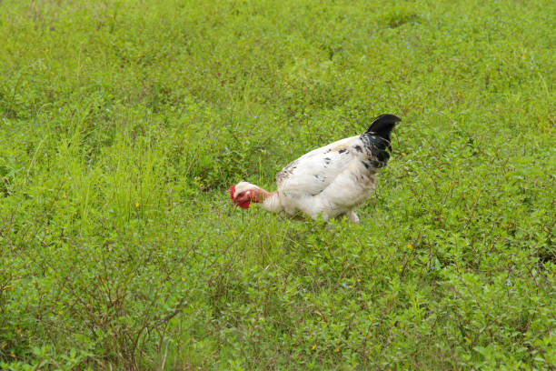 istock white hen with bare neck in a green meadow 1483652195