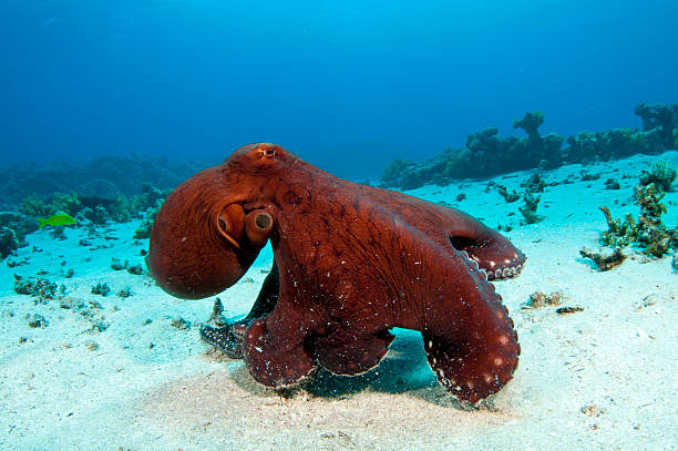 octopus rubescens - red octopus foto e immagini stock