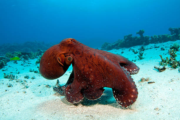 Red Octopus Octopus on a coral reef in the Red Sea in clear blue water ningaloo reef stock pictures, royalty-free photos & images