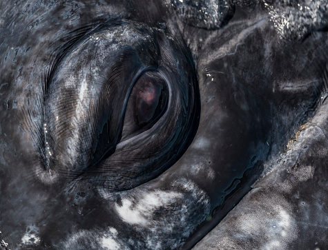 The eye of a Gray Whale, Eschrichtius robustus, looking up. Laguna Ojo de Liebre, Baja California Sur, Mexico.\n Close-up;