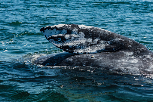 Fin of a Gray Whale, Eschrichtius robustus, in Laguna Ojo de Liebre, Baja California Sur, Mexico. Swimming.