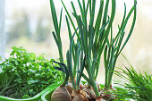 Growing spring onion ang fresh microgreens in a plastic crate under natural light at home