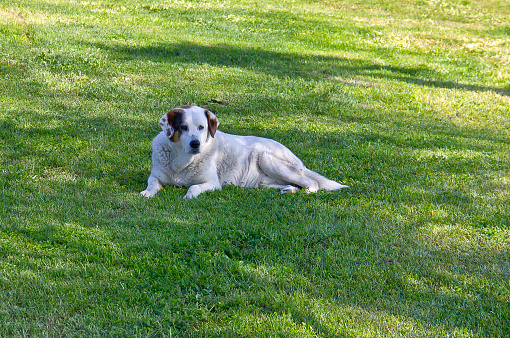 People and sweety dog resting and walking near sea at Florya bakırköy istanbul near marmara sea in a sunny spring day.