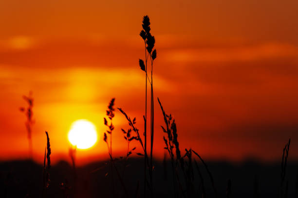 istock A silhouette of grass against a sunset sky. Bright warm colors 1483654584