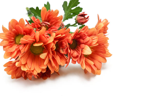 istock Bouquet of orange chrysanthemum isolated on a white background. 1483655264