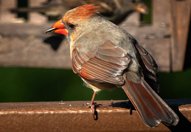 istock Female Northern Cardinal with a sunflower seed 1483655613