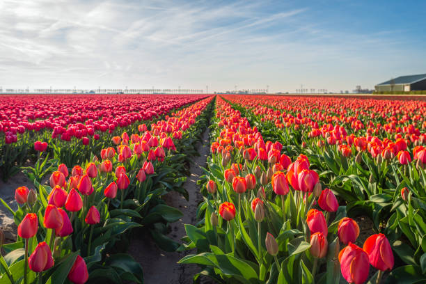 istock Red and orange tulips in long rows 1483660200