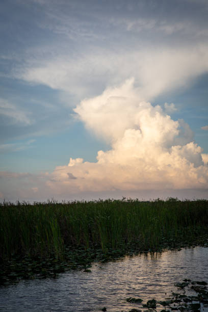 istock Storm in the Horizon over the Everglades 1483660411