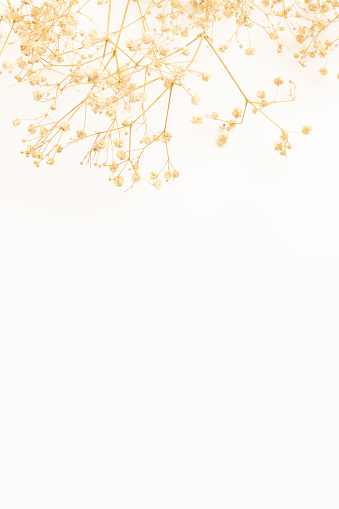 A bunch of dried gypsophila on the top of a white background with copy space