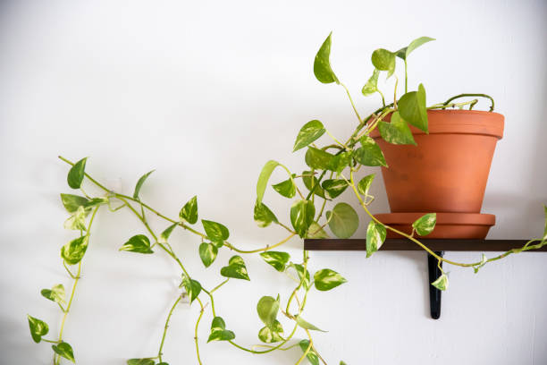 istock devil's vine home plant on a shelf against white wall 1483660926