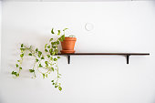 devil's vine home plant on a shelf against white wall