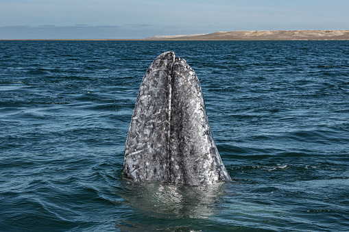 The gray whale, Eschrichtius robustus,  grey whale, gray back whale, Pacific gray whale,    California gray whale. When spyhopping, the whale rises and holds a vertical position partially out of the water, often exposing its entire rostrum and head. Laguna Ojo de Liebre, Baja California Sur, Mexico.