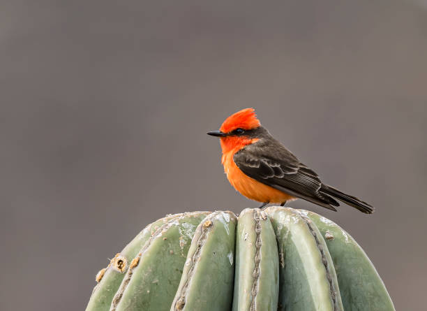 istock The vermilion flycatcher, Pyrocephalus obscurus,  is a small passerine bird in the tyrant flycatcher family found throughout South America and southern North America. Baja California Sur, Mexico. 1483662779