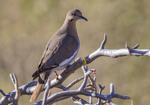 The white-winged dove (Zenaida asiatica) is a dove whose native range extends from the Southwestern United States through Mexico, Central America, and the Caribbean.  Baja California Sur, Mexico.