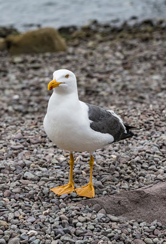 Yellow-footed gull; Larus livens; endemic; Gulf of California; Loreto Bay National Marine Park; Baja California Sur; Mexico.; bird; day; no people; outdoors; nature; wildlife; ornithology; standing; seabird; white color; black color; Charadriiformes; Laridae