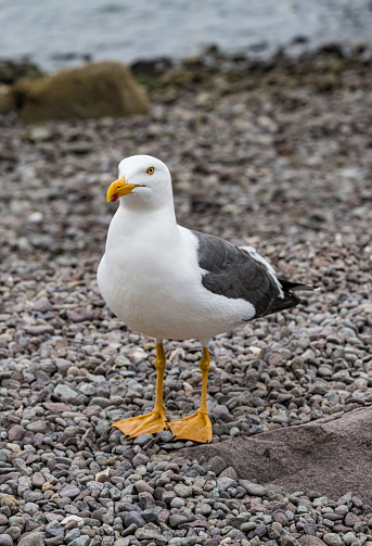 Prion Island has been designated as a Specially Protected Area by the South Georgia Government, due to its rat-free status and breeding wandering albatrosses. Access is by permit, in that the island must be specifically named on the visit application and permit. A boardwalk with two viewing platforms was built in February/March 2008 to prevent erosion of the access gully and trampling of prion burrows. Wandering Albatross population counts are conducted annually. Because it is rat-free it is a breeding area for South Georgia pipits and burrowing petrels.