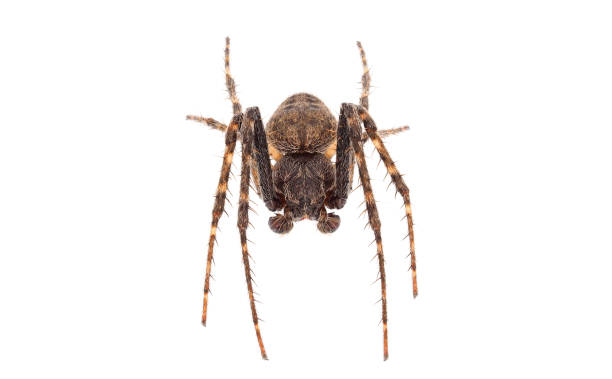 istock Walnut orb-weaver spider isolated on white background, Nuctenea umbratica male 1483663264