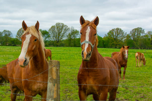 istock Amish Working Horses- Northern Indiana 1483666138