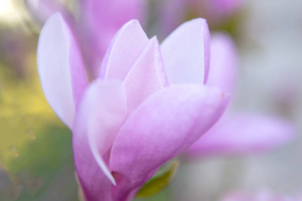 Beautiful spring Pink Magnolia-tulip tree-Howard County, Indiana