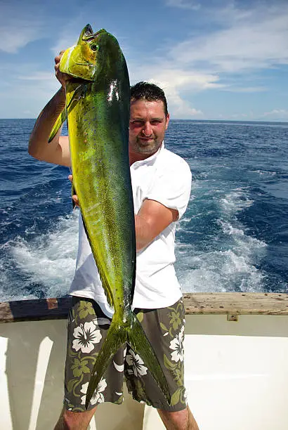 Photo of Dolphin fish (mahi-mahi)