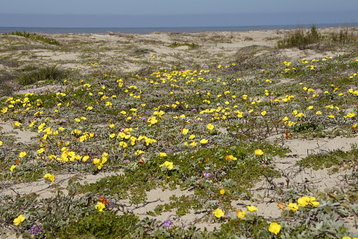 Springtime flowers in Beach Sand Dunes