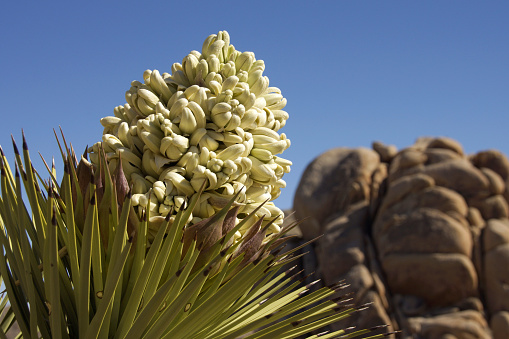 Sprint Yucca Blooming in rocks.