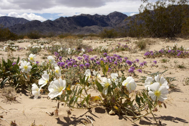California superbloom close to Cottonwood Springs