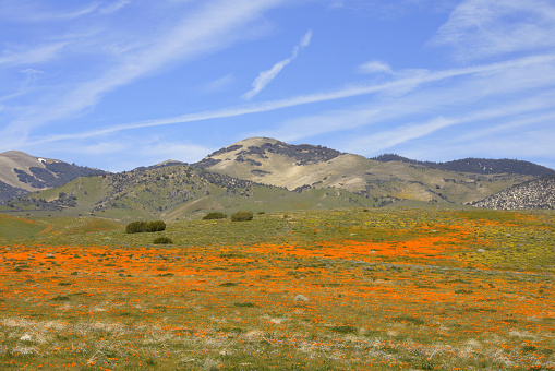 Western Antelope Valley, Tejon Ranch, Tehachapi Range