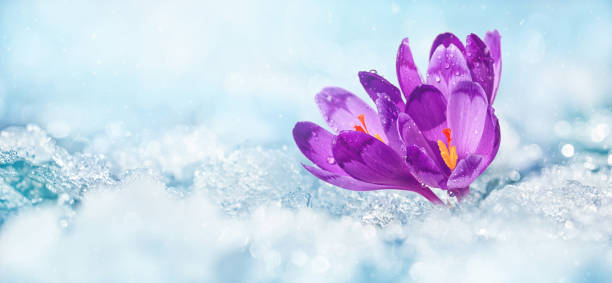 istock Crocuses - blooming purple flowers making their way from under the snow in early spring 1483669629