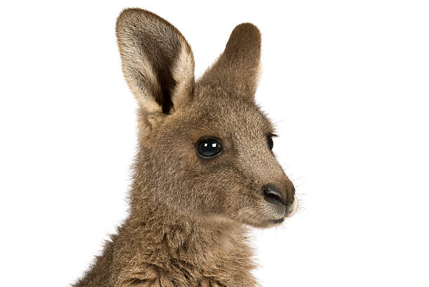 восточный серый кенгуру joey на белом фоне. - kangaroo joey marsupial mammal стоковые фото и изображения