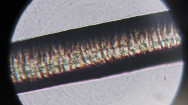 Single Human Hair Under a Microscope Magnification