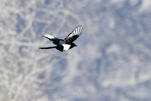 Black Billed Magpie (Pica pica) in flight.