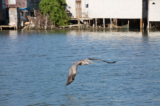Pelicans are a genus of large water birds that make up the family Pelecanidae. They are characterized by a long beak and a large throat pouch used for catching prey and draining water from the scooped-up contents before swallowing. They have predominantly pale plumage, except for the brown and Peruvian pelicans.
