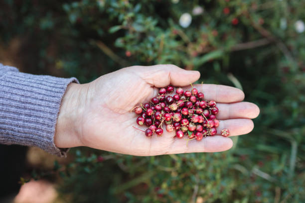 istock The Power of Murta: Picking handful Wild Chilean Berry, Packed with Vitamins, Minerals, and Antioxidants 1483684796